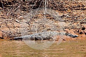 Crocodile in Canyon del Sumidero in Chiapas, Mexico