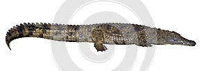 Panoramic view of wet Nile crocodile isolated on white background photo