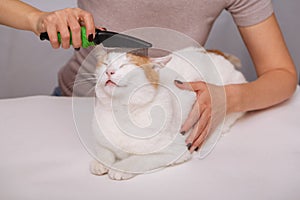 Lying cute white-red happy cat and a comb full of pet hair. Combing the pet cat. The concept of pet care photo