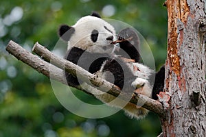 Lying cute young Giant Panda