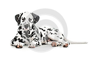 Lying Dalmatian dog isolated