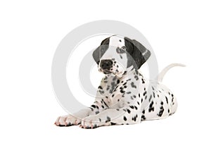 Lying dalmatian puppy