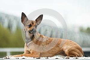 Lying dog breed Peruvian Hairless Dog, Peruvian Inca Orchid, Hairless Inca Dog, Viringo, Calato, Mexican Hairless Dog