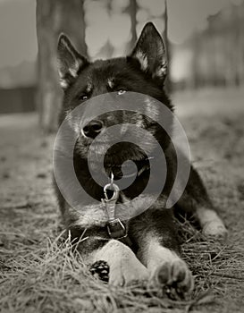 Lying dog breed Siberian Husky