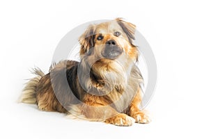 Lying dog in studio, white background