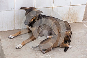 lying down with slightly impatient expression as one of her pups bites her tail,