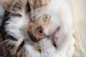 Lying down tabby cat