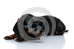 Lying down Teckel dog with bowtie and sunglasses looking away