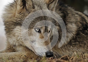 Lying Down Timber Wolf Looks Right