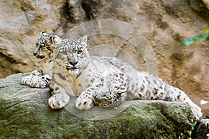 Lying family of Snow Leopard