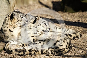 Lying family of Snow Leopard Irbis (Panthera uncia)