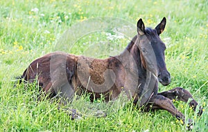 Lying  foal  in the meadow. cloudy day