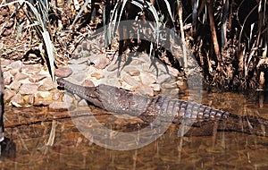 Lying Freshwater crocodile, Crocodylus johnstoni, Australia