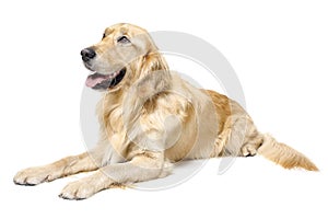 Lying Golden Retriever