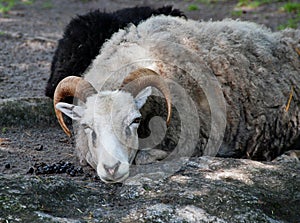 Lying Gotland sheep