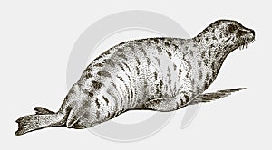 Lying gray seal, halichoerus grypus