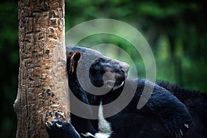 Lying himalayan asiatic black bear in Dalian forest zoo