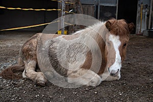 A lying Icelandic horse