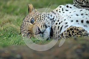 Lying javan leopard