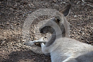 A lying kangaroo