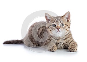 Lying kitten cat isolated