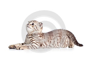 Lying kitten cat isolated on white