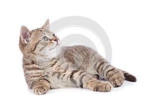 Lying kitten cat side view isolated