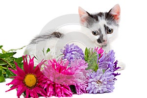 Lying kitten with flowers
