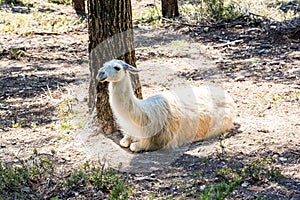 Lying lama in French forest near to Mont Ventoux