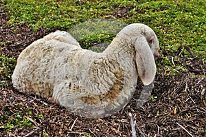 lying lamb resting while the flock is still. photo