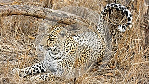 Lying Leopard