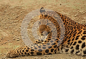 Lying leopard
