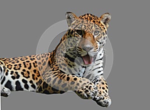 Lying leopard