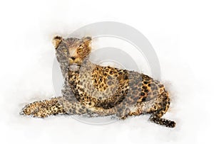 Lying leopard portrait