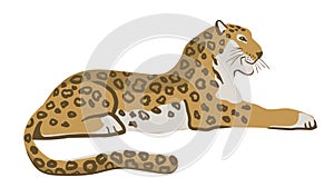 Lying leopard. Vector illustration, isolated on white