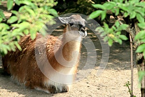 A lying llama (Guanaco) photo
