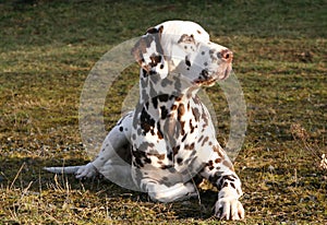 Lying Male Dalmatian