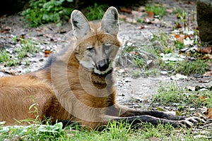 Lying maned wolf