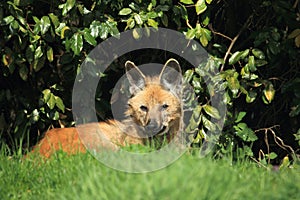 Lying maned wolf