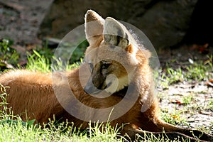 Lying maned wolf in sun