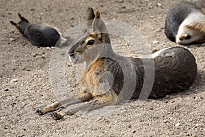 Lying Mara, Dolichotis patagonum live in america