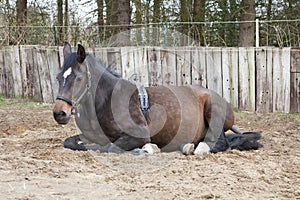 Lying mare with Birth Alarm