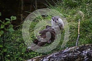 Otter sticks out tongue.