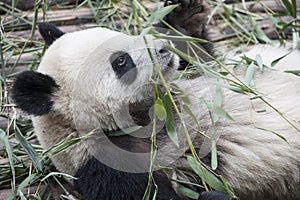 Lying panda (Giant Panda)