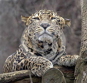 Lying persian leopard