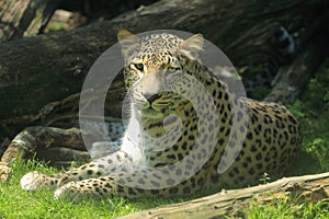 Lying persian leopard