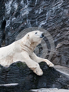 Lying polar bear