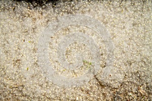 Lying poplar fluff