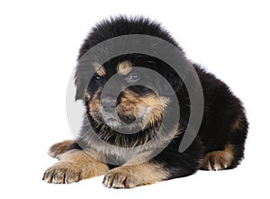 Lying pup on a white background.