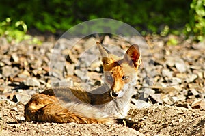 Lying Red Fox